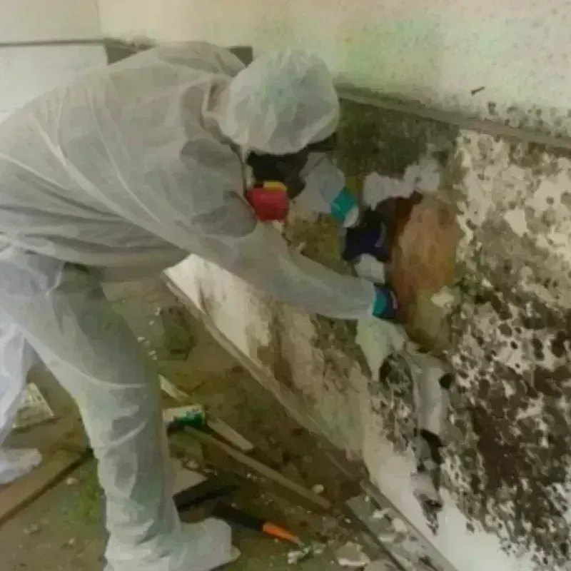 Mold Remediation and Removal in Roswell, GA